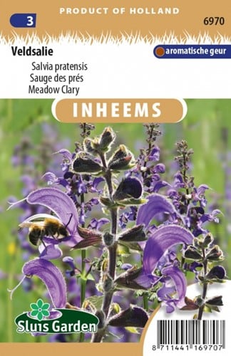 Veldsalie - Salvia pratensis