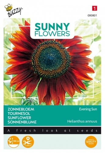 Zonnebloemen Evening Sun - Sunny Flowers
