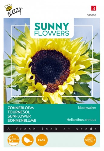 Zonnebloemen Moonwalker - Sunny Flowers