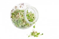 Organic sprouting Daikon BIO - glazenpot-2