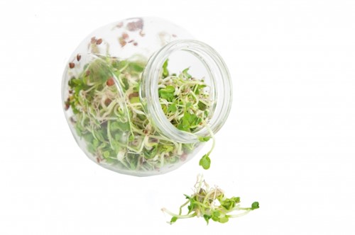 Organic sprouting Daikon BIO - glazenpot-2