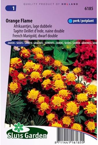 Afrikaantjes zaden Orange Flame - Tagetes