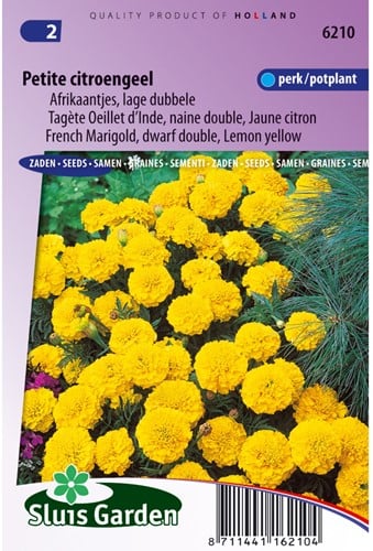 Afrikaantjes zaden Petite Yellow - Tagetes
