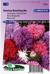 Aster Amerikaanse Struik Mix - Zomeraster