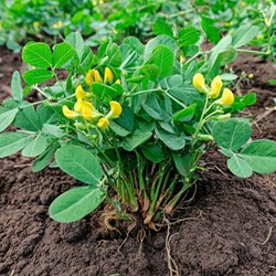 Pindaplant zaden - Arachis hypogaea