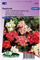 Begonia laag gemengd