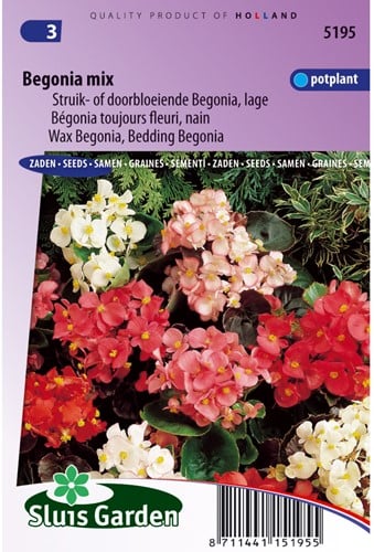 Begonia laag gemengd