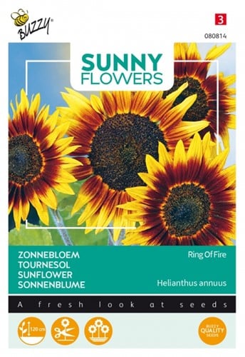 Zonnebloemen Ring of Fire - Sunny Flowers