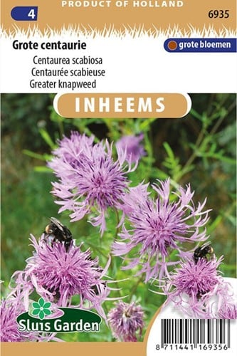 Grote centaurie - Centaurea scabiosa