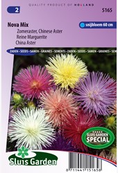 Aster Nova mix (Zomeraster)