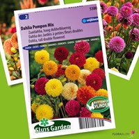 Dahlia Pompon Mix-2