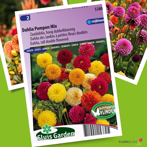 Dahlia Pompon Mix-2