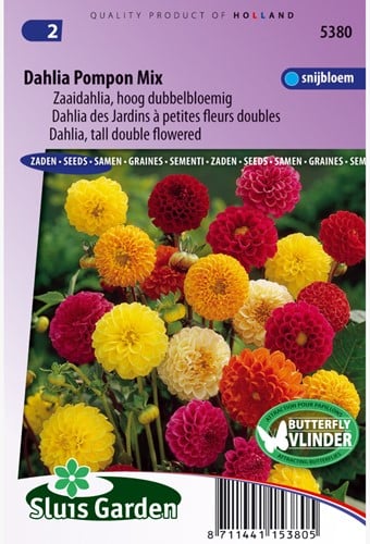 Dahlia Pompon Mix