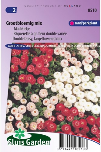 Madeliefje Grootbloemig Mix – Bellis Perennis