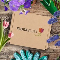 Greengift Cosmos Mix 40 stuks in showdoos-2