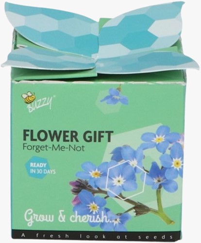 Buzzy Flower Gift (48x) Vergeet-me-nietje – Myosotis (Display 48x)-3