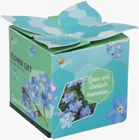 Buzzy Flower Gift (48x) Vergeet-me-nietje – Myosotis (Display 48x)-2