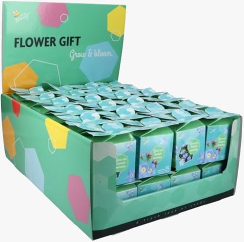 Buzzy Flower Gift (48x) Vergeet-me-nietje – Myosotis (Display 48x)