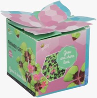 Buzzy Flower Gift (Display 48x) Klavertje Vier - Trifolium-3
