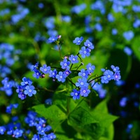 Vergeet-mij-Niet - Myosotis zakjes persoonlijk bedrukt - 50 stuks-3