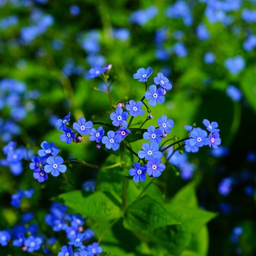 Vergeet-mij-Niet - Myosotis zakjes persoonlijk bedrukt - 50 stuks-3