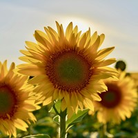 Reuzen Zonnebloem Biologisch