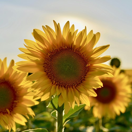 Reuzen Zonnebloem Biologisch