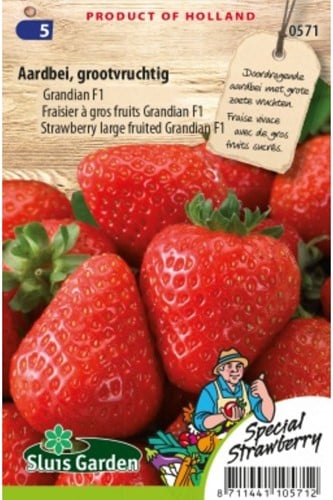 Aardbei grootvruchtig Grandian F1