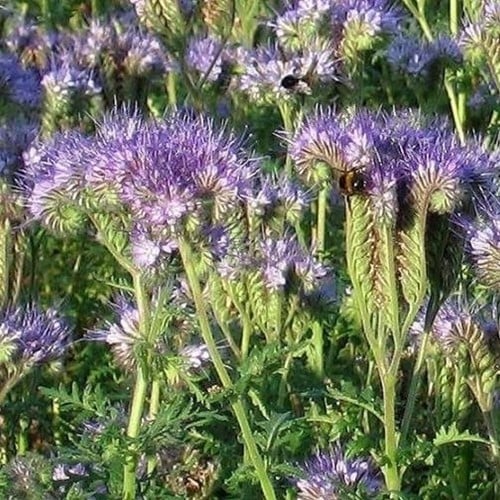 Groenbemester Phacelia 1KG
