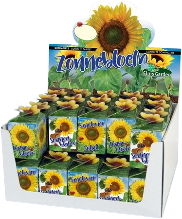 Greengift Zonnebloem 40 stuks in showdoos