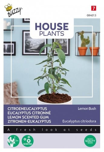 Citroeneucalyptus Lemon Bush - Buzzy House Plants