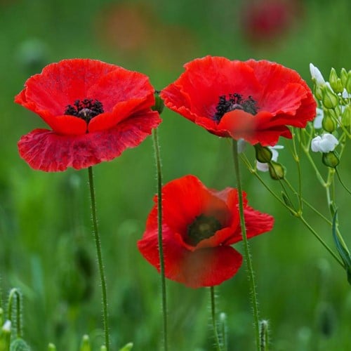 Grote of gewone Klaproos, rood EKO