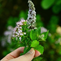 Kruizemunt (Mentha spicata crispa)