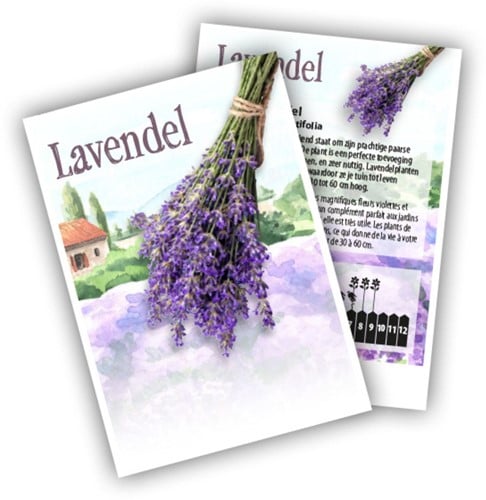 Lavendel - Lavandula