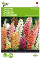 Lupinus, lage Minarette - Lupine Buzzy