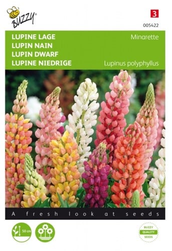 Lupinus, lage Minarette - Lupine Buzzy