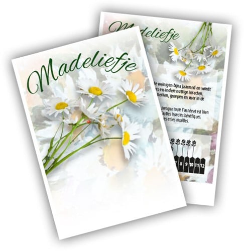 Madeliefje - Bellis perennis