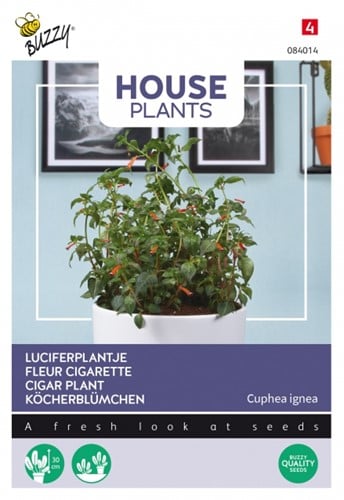 Luciferplantje - Buzzy House Plants