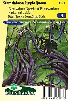 Stamslaboon Purple Queen - Phaseolus Vulgaris