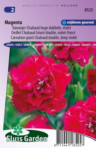 Anjer Magenta - Dianthus Chabaud