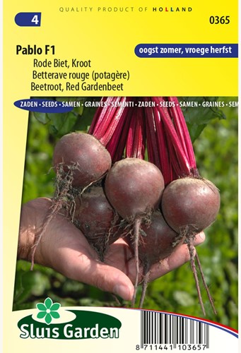 Rode biet Pablo F1 – Beta vulgaris