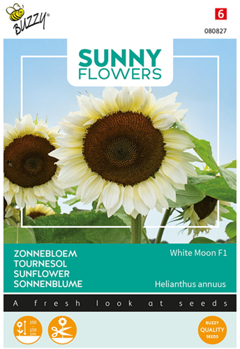 Zonnebloem White Moon F1 - Sunny Flowers