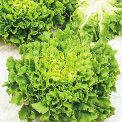 Andijvie Breedblad Volhart Winter - Cichorium endivia