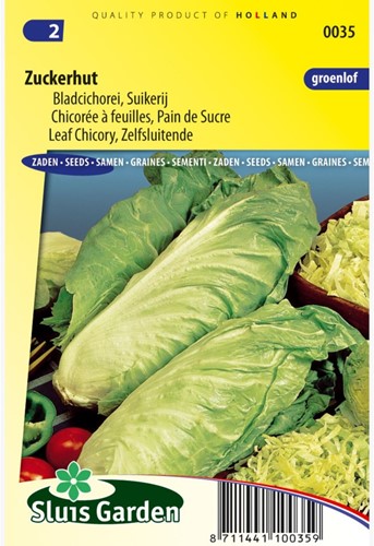 Bladcichorei Chicorée Zuckerhut - Cichorium intybus-2