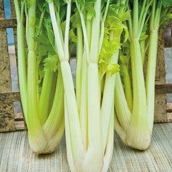 Bladselderij Goudgele Zelfblekende 2