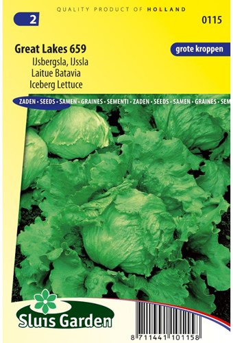 IJsbergsla Great Lakes 659 - Lactuca sativa-2