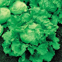 IJsbergsla Great Lakes 659 - Lactuca sativa