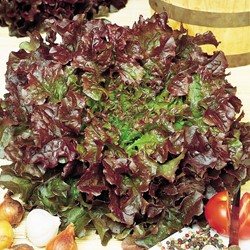 Pluksla Red Salad Bowl