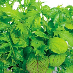 Snijsla Misticanza di Lattughe - Lactuca