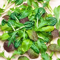 Snijsla Aziatische Mix - Lactuca sativa